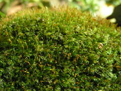 Fissidens exiguus