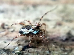 Megabunus diadema