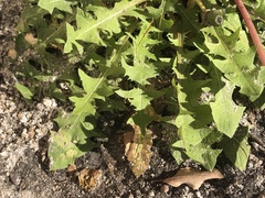 Taraxacum disseminatum