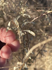 Atriplex canescens laciniata