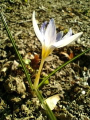 Crocus biflorus