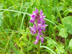 Dactylorhiza euxina