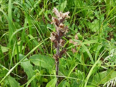 Orobanche owerinii
