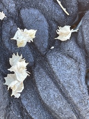 Atriplex canescens laciniata