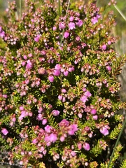 Erica curvirostris