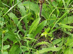 Orobanche owerinii