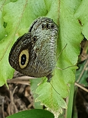 Ypthima ceylonica