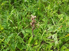Orobanche owerinii
