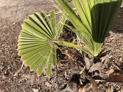 Washingtonia × filibusta