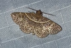 Antiblemma fuscireticulata