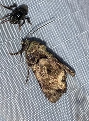 Drobeta