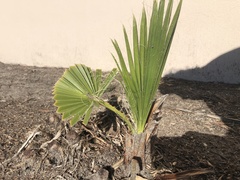 Washingtonia × filibusta