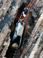 Dromius quadrimaculatus