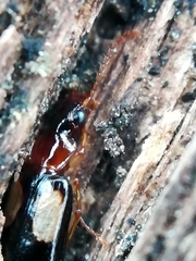 Dromius quadrimaculatus