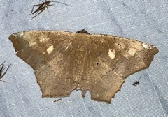 Paragonia cruraria