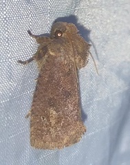 Acrolophinae