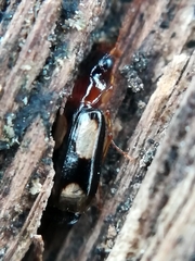 Dromius quadrimaculatus