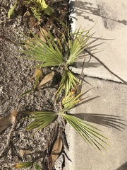 Washingtonia × filibusta