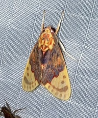 Scaptius chrysoperina