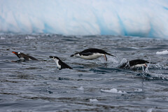 Pygoscelis antarcticus