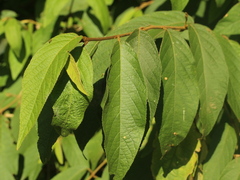 Callicarpa formosana formosana