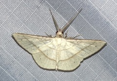 Thiachroia deilinias
