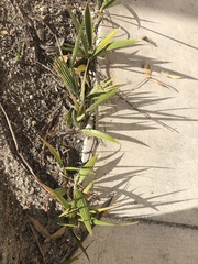 Washingtonia × filibusta