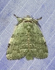 Kalkoma muscosula