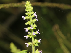 Salvia plebeia