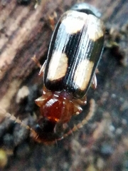 Dromius quadrimaculatus