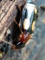Dromius quadrimaculatus