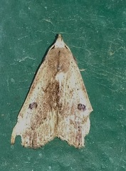 Scolecocampa