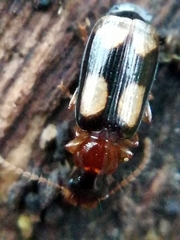 Dromius quadrimaculatus