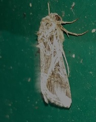 Spodoptera dolichos