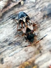 Scolopostethus affinis