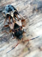 Scolopostethus affinis