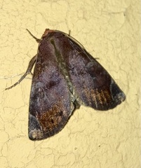 Hemicephalis