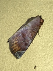 Hemicephalis