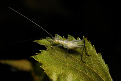 Oecanthus nigricornis