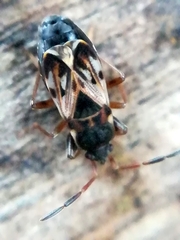 Scolopostethus affinis