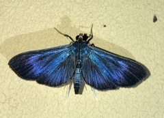 Phostria