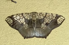 Nematocampa completa