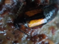 Tachinus subterraneus