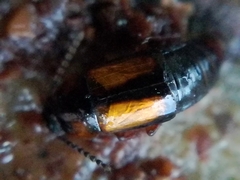 Tachinus subterraneus