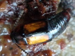 Tachinus subterraneus