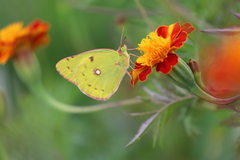 Colias poliographus