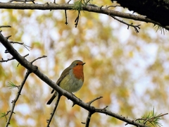 Erithacus rubecula