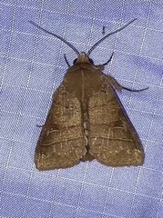 Eriopyga