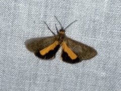 Virbia mentiens