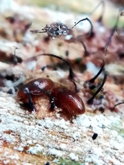 Mycetaea subterranea